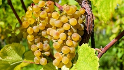 Vaud veut donner un nouvel élan durable à sa viticulture